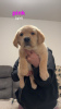 Photo №4. I will sell labrador retriever in the city of Linden. breeder - price - 500$