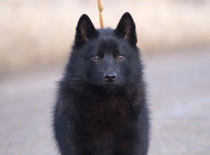 Photo №2 to announcement № 4414 for the sale of schipperke - buy in Russian Federation from nursery, breeder