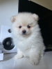 Photo №1. pomeranian - for sale in the city of Julianadorp | 423$ | Announcement № 111823