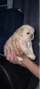 Photo №4. I will sell pekingese in the city of New Orleans. private announcement - price - negotiated