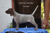 Photo №1. german shorthaired pointer - for sale in the city of Belgrade | 520$ | Announcement № 23959