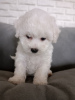 Photo №4. I will sell bichon frise in the city of Kiev. breeder - price - 1585$