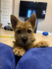 Photo №1. norwich terrier - for sale in the city of Irkutsk | 945$ | Announcement № 13455