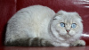 Photo №1. scottish fold - for sale in the city of Dnipro | 700$ | Announcement № 6093