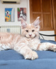 Photo №2 to announcement № 104586 for the sale of maine coon - buy in Germany breeder
