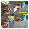 Photo №1. chihuahua - for sale in the city of Rostov-on-Don | 1061$ | Announcement № 51684
