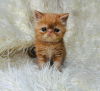 Photo №2 to announcement № 122972 for the sale of persian cat - buy in United States private announcement