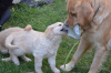 Photo №2 to announcement № 45918 for the sale of golden retriever - buy in Netherlands private announcement