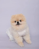 Photo №2 to announcement № 127299 for the sale of pomeranian - buy in United States 