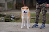 Additional photos: Akita Inu puppies