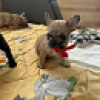 Photo №1. french bulldog - for sale in the city of Tallinn | 792$ | Announcement № 66238