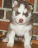 Photo №1. siberian husky - for sale in the city of Varna | negotiated | Announcement № 54810