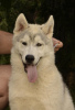 Additional photos: siberian husky puppy for sale