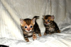 Photo №1. bengal cat - for sale in the city of Hengelo | 333$ | Announcement № 111092