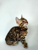 Photo №2 to announcement № 16507 for the sale of bengal cat - buy in Ukraine from nursery