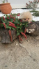 Photo №2 to announcement № 106846 for the sale of pomeranian - buy in Serbia 