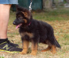 Additional photos: Puppy. German Shepherd.