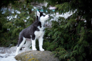 Photo №4. I will sell siberian husky in the city of Москва. breeder - price - 266$