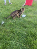 Photo №1. bengal cat - for sale in the city of Brussels | 1268$ | Announcement № 111814