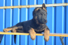 Photo №1. german shepherd - for sale in the city of Dnipro | 400$ | Announcement № 8593