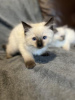 Photo №2 to announcement № 123675 for the sale of ragdoll - buy in Germany private announcement