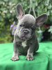 Additional photos: French Bulldog