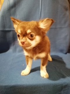 Photo №2 to announcement № 3873 for the sale of chihuahua - buy in Russian Federation from nursery, breeder