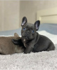 Photo №1. french bulldog - for sale in the city of Гамбург | negotiated | Announcement № 124987