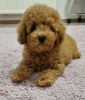 Photo №1. poodle (toy) - for sale in the city of Вилькия | 338$ | Announcement № 75752
