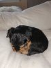 Additional photos: Yorkie baby face puppies