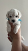 Additional photos: Maltese purebred puppies