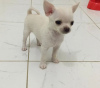 Photo №4. I will sell chihuahua in the city of Geneva. private announcement, breeder - price - 475$