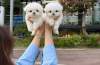 Photo №1. maltese dog - for sale in the city of New York Mills | 275$ | Announcement № 86377