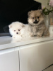 Photo №2 to announcement № 115501 for the sale of pomeranian - buy in Netherlands private announcement, breeder