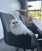 Additional photos: Persian cat