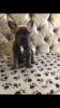 Photo №2 to announcement № 123859 for the sale of french bulldog - buy in Netherlands private announcement, breeder