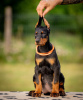 Additional photos: Doberman puppies