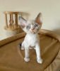 Photo №1. devon rex - for sale in the city of Гамбург | 264$ | Announcement № 122580