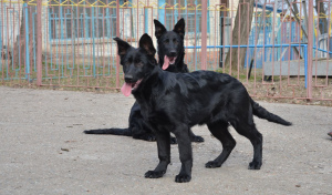 Photo №3. black German shepherd dogs, resessive black color, 2 months, KSU / FCI, from two. Ukraine