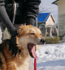 Additional photos: Playful dog with palm tail