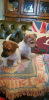 Photo №1. jack russell terrier - for sale in the city of Berlin | 300$ | Announcement № 70924