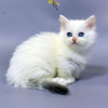 Photo №1. minuet cat longhair - for sale in the city of Амстердам | 264$ | Announcement № 121809