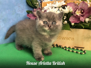 Photo №2 to announcement № 6073 for the sale of british shorthair - buy in Russian Federation from nursery, breeder