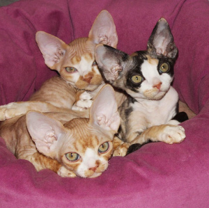 Photo №4. I will sell devon rex in the city of Moscow. private announcement - price - 324$