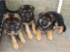 Photo №1. german shepherd - for sale in the city of Helsinki | 423$ | Announcement № 56464