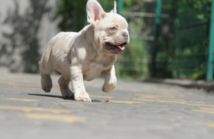 Photo №3. The French Bulldog.. United States