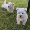 Photo №3. Westie terrier. Serbia