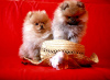 Photo №2 to announcement № 10900 for the sale of pomeranian - buy in Russian Federation breeder