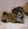 Photo №2 to announcement № 80603 for the sale of pomeranian - buy in Belarus private announcement