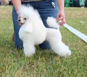 Photo №1. poodle (toy) - for sale in the city of Москва | 1651$ | Announcement № 1809